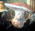 Ein sprechender Pilz / One speaking mushroom