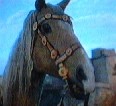 Goldmhne, Fantaghiros Pferd